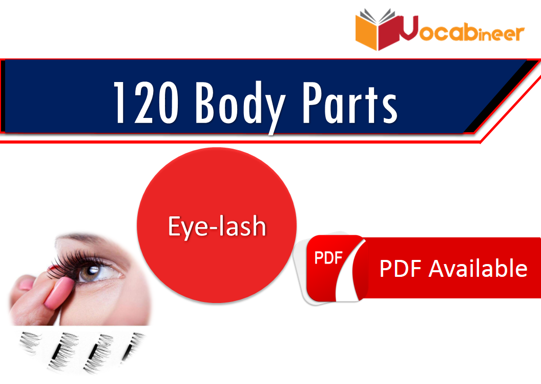 Parts of body in Hindi / Urdu | 120 Body parts names in ...