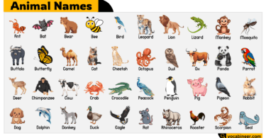 Animal Names with Pictures for English Learners