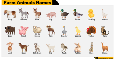 Farm Animals Names – Learn Common Farm Animal Names